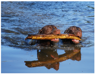 Two swimming dogs retrieving one stick together